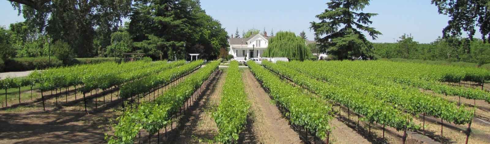 san-francisco-to-lodi-wine-tour-transport-service